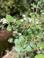 Viburnum parvifolium