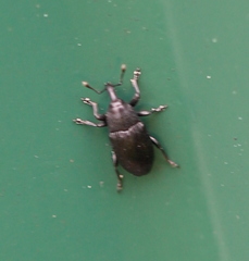 Melanobaris