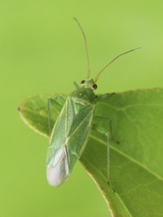 Orthotylus marginalis