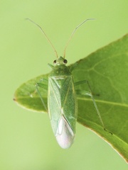 Orthotylus marginalis