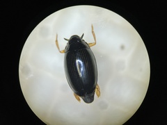 Gyrinus sachalinensis