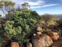 Prostanthera schultzii