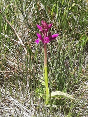 Dactylorhiza lapponica