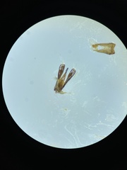 Gyrinus sachalinensis