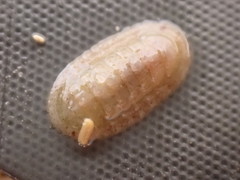 Leptochiton algesirensis