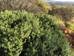 Prostanthera schultzii