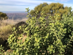 Prostanthera schultzii
