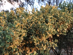 Prostanthera schultzii