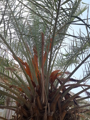 Phoenix dactylifera
