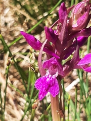 Dactylorhiza lapponica