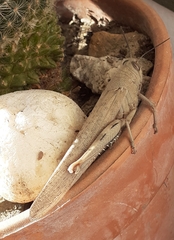 Anacridium aegyptium