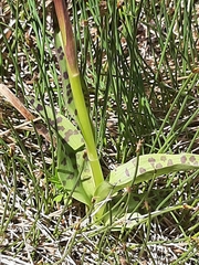 Dactylorhiza lapponica