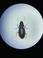 Hydraena riparia