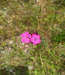 Dianthus capitatus