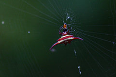 Gasteracantha milvoides