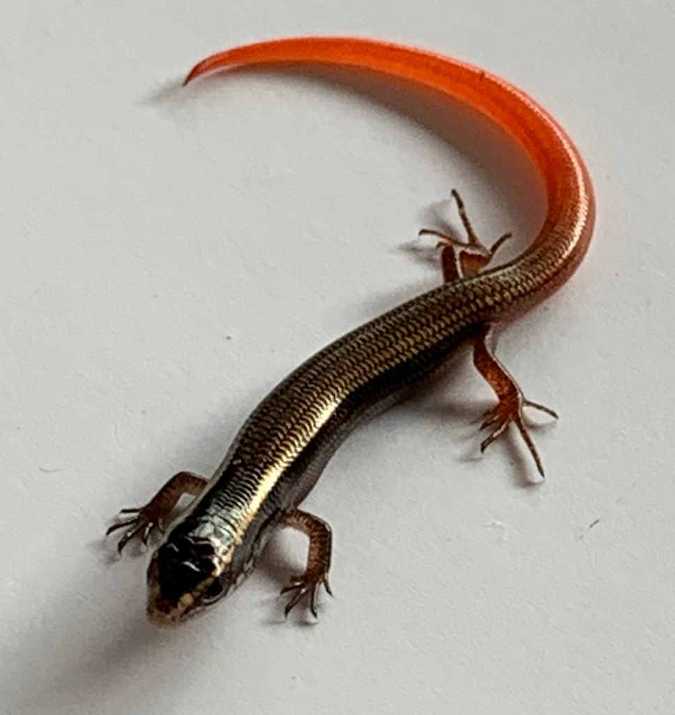 Mole Skink