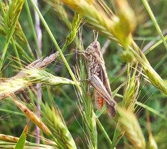Chorthippus brunneus