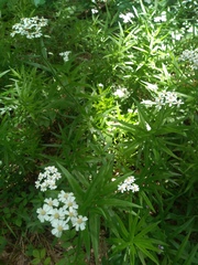 Achillea biserrata