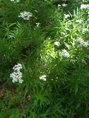 Achillea biserrata