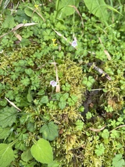 Veronica oligosperma