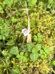 Veronica oligosperma
