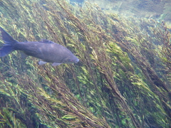 Prochilodus lineatus