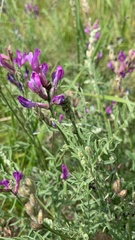 Astragalus macropus