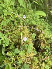 Veronica oligosperma