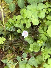 Veronica oligosperma