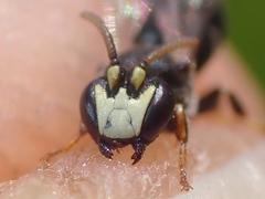 Hylaeus kahri