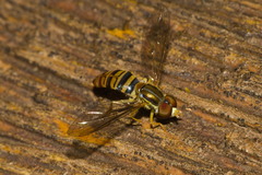 Toxomerus politus
