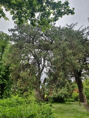 Juniperus recurva
