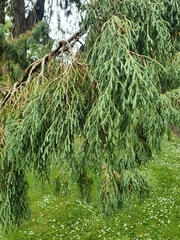 Juniperus recurva