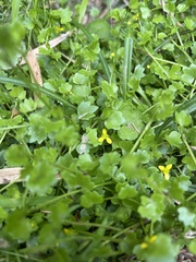 Ranunculus cheirophyllus