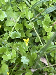 Ranunculus cheirophyllus