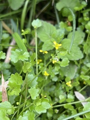 Ranunculus cheirophyllus