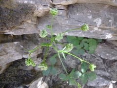 Conopodium glaberrimum
