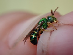 Agapostemon poeyi