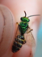 Agapostemon poeyi