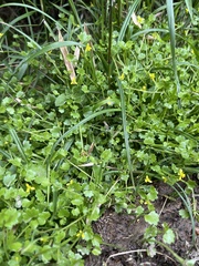 Ranunculus cheirophyllus