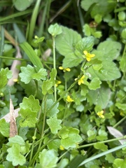 Ranunculus cheirophyllus