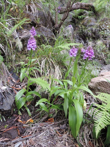Madeira Orchid