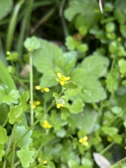 Ranunculus cheirophyllus