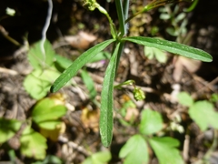Conopodium glaberrimum
