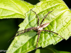 Dendrolycosa robusta