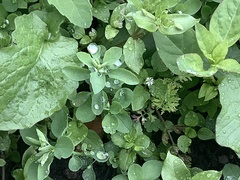 Stellaria media