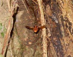 Euselates tonkinensis