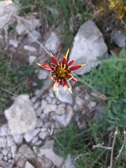 Tragopogon crocifolius
