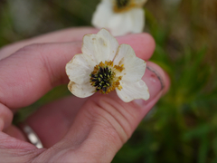 Anemonastrum