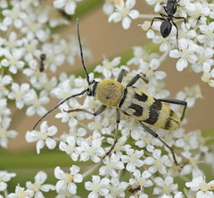 Chlorophorus varius